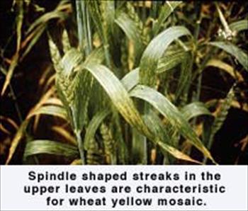 ویروس موزاییک زرد گندم